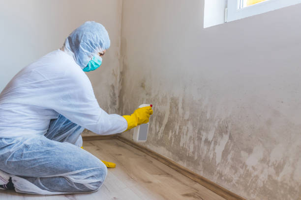 Licensed Mold Remediation service in Holtsville, NY - WQB Mold Removal